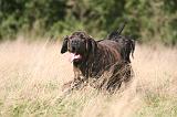 FILA BRASILEIRO 127